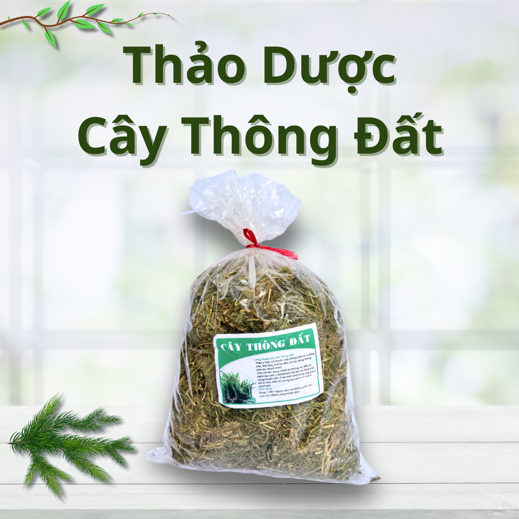 Thảo Dược Cây Thông Đất