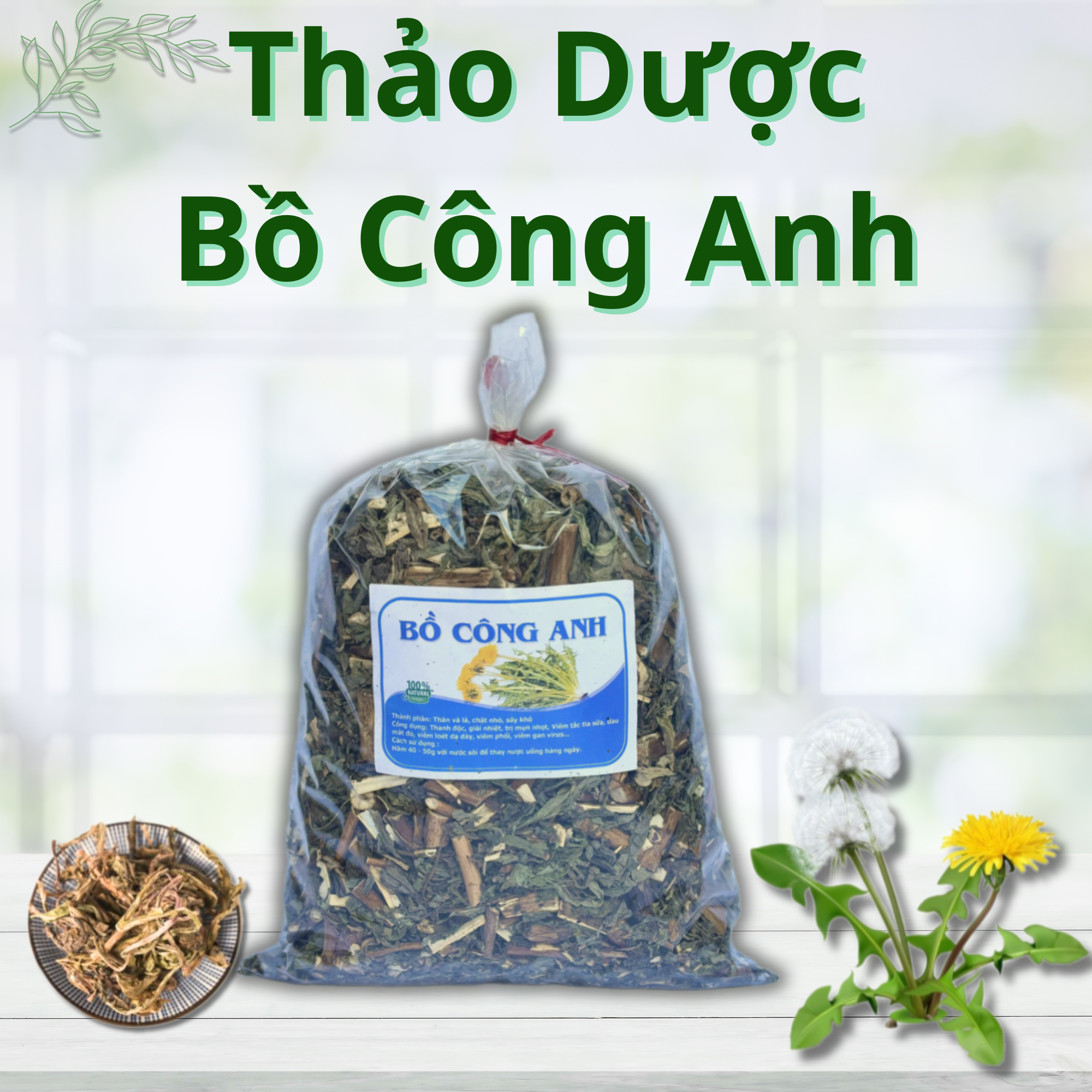 Thảo Dược Bồ Công Anh